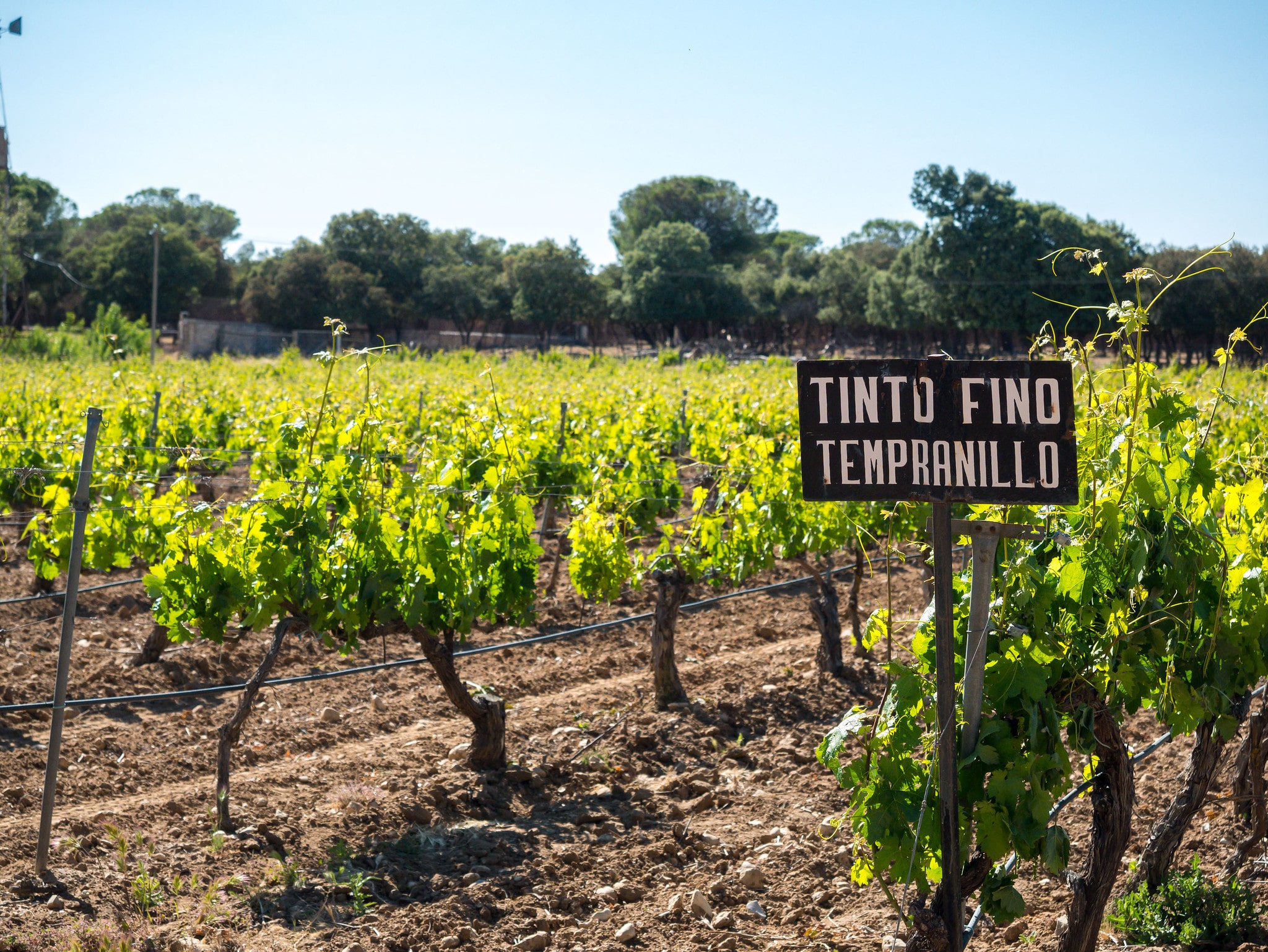 Ribera del Duero 40e verjaardag winactie wijnklimaatkast winnen