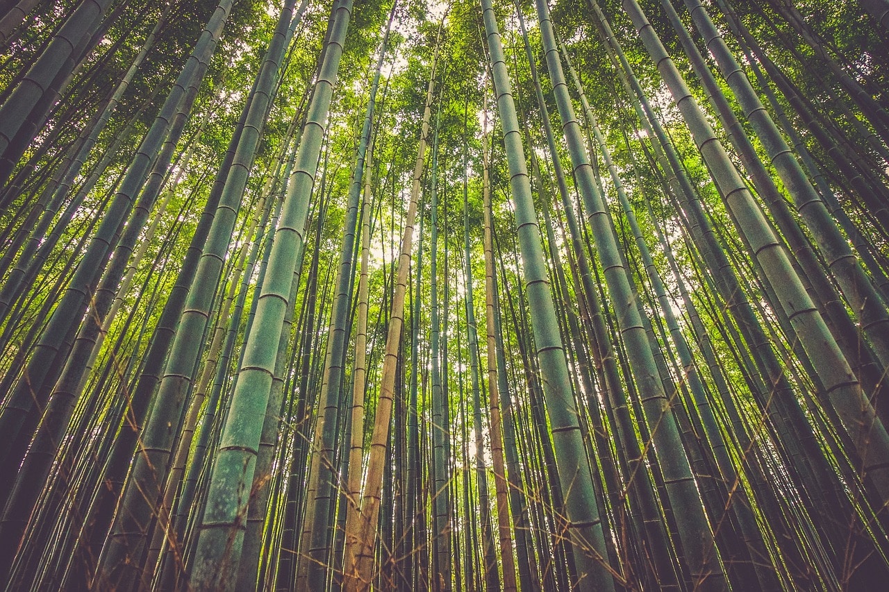 bamboekleding milieuvriendelijk