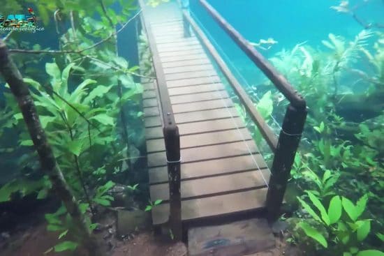 Rio de Prata onderwaterbos duiken
